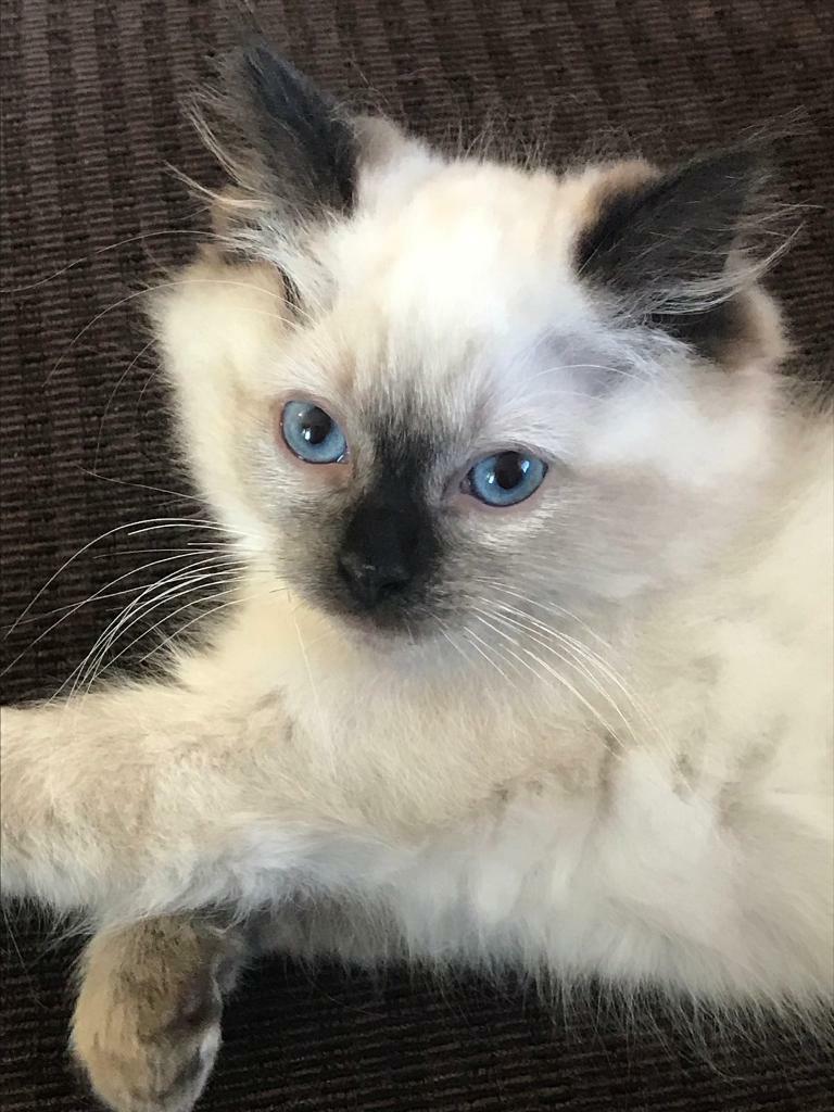 gumtree ragdoll